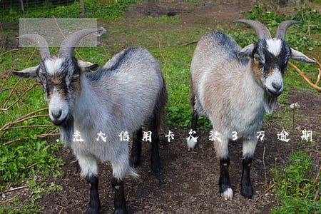 光大信用卡欠款3万逾期3个月 光大信用卡欠款3万逾期3个月