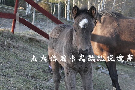 光大信用卡欠款就说逾期怎么办 光大信用卡欠款就说逾期怎么办