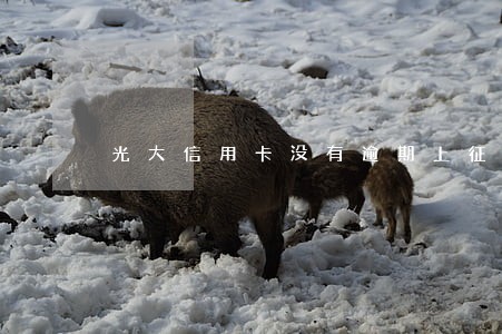 光大信用卡没有逾期上征信吗