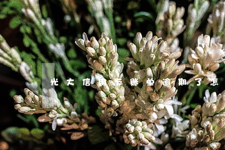 光大信用卡账单逾期了怎么协商 光大信用卡账单逾期了怎么协商