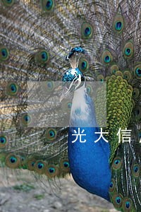 光大信用卡逾期10天怎么办