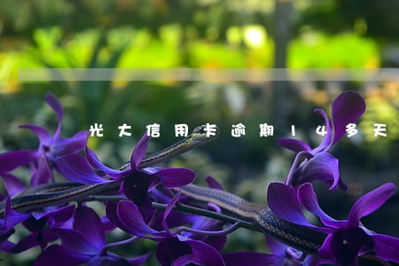光大信用卡逾期14多天