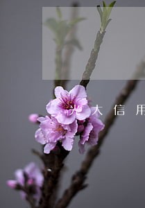 光大信用卡逾期17万怎么还 光大信用卡逾期17万怎么还