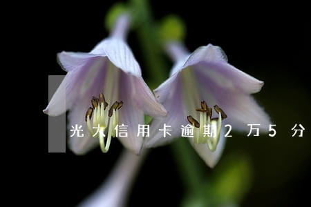 光大信用卡逾期2万5分多少期 光大信用卡逾期2万5分多少期