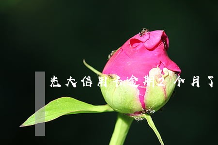 光大信用卡逾期2个月了 光大信用卡逾期2个月了