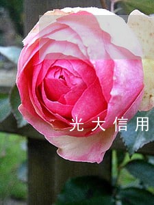 光大信用卡逾期7万会上门拍照吗