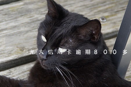 光大信用卡逾期800多天