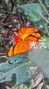 光大信用卡逾期8万怎么办上海