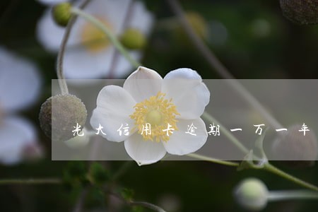 光大信用卡逾期一万一年