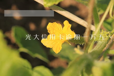 光大信用卡逾期一万五一个月 光大信用卡逾期一万五一个月