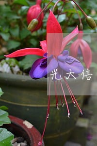 光大信用卡逾期一万八千