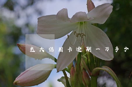 光大信用卡逾期一万多少钱 光大信用卡逾期一万多少钱