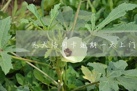 光大信用卡逾期一天上门 光大信用卡逾期一天上门