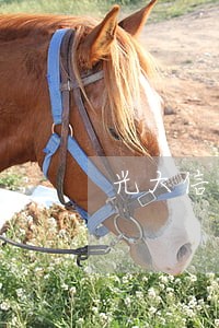 光大信用卡逾期一天被强制销户 光大信用卡逾期一天被强制销户