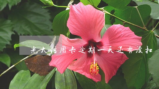 光大信用卡逾期一天还有没扣 光大信用卡逾期一天还有没扣