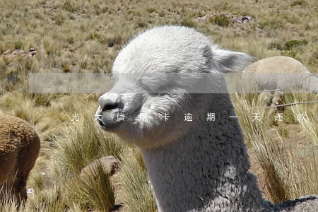 光大信用卡逾期一天还款吗