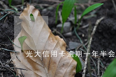 光大信用卡逾期一年半会起诉吗