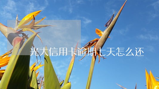 光大信用卡逾期七天怎么还 光大信用卡逾期七天怎么还