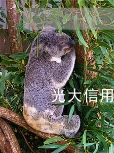 光大信用卡逾期三四个月怎么办 光大信用卡逾期三四个月怎么办