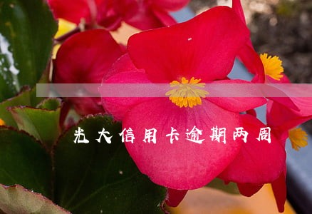 光大信用卡逾期两周 光大信用卡逾期两周