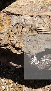 光大信用卡逾期两期怎么办 光大信用卡逾期两期怎么办