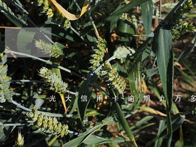 光大信用卡逾期九万多快二年了 光大信用卡逾期九万多快二年了