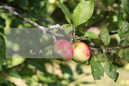 光大信用卡逾期会影响 光大信用卡逾期会影响