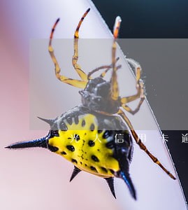 光大信用卡逾期会抓人吗 光大信用卡逾期会抓人吗