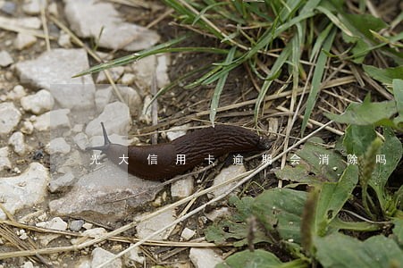 光大信用卡逾期会消除吗