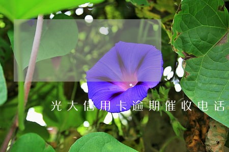 光大信用卡逾期催收电话不接 光大信用卡逾期催收电话不接