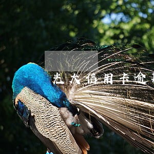 光大信用卡逾期催收话术 光大信用卡逾期催收话术