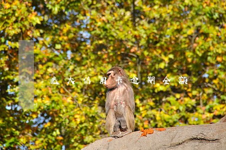 光大信用卡逾期全额