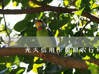 光大信用卡逾期农行可以贷款吗 光大信用卡逾期农行可以贷款吗