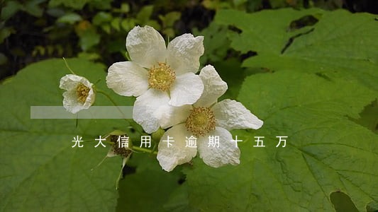光大信用卡逾期十五万 光大信用卡逾期十五万