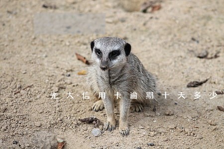 光大信用卡逾期十天多少钱 光大信用卡逾期十天多少钱
