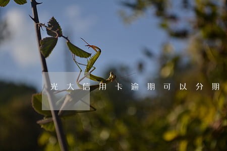光大信用卡逾期可以分期还款吗 光大信用卡逾期可以分期还款吗