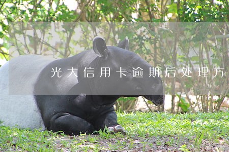 光大信用卡逾期后处理方式 光大信用卡逾期后处理方式