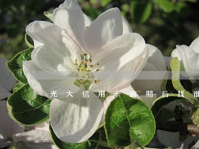 光大信用卡逾期后找谁协商 光大信用卡逾期后找谁协商