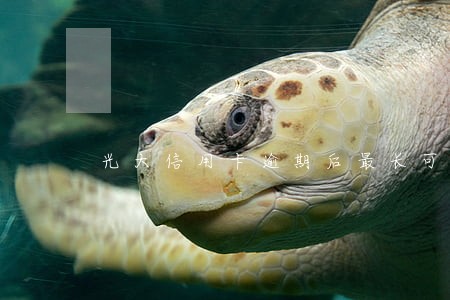光大信用卡逾期后最长可以分几期 光大信用卡逾期后最长可以分几期