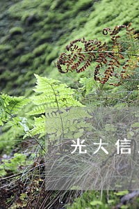 光大信用卡逾期后没有额度怎么办 光大信用卡逾期后没有额度怎么办