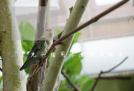 光大信用卡逾期后账单 光大信用卡逾期后账单