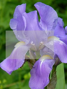 光大信用卡逾期后还可以还最低吗 光大信用卡逾期后还可以还最低吗