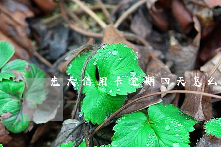 光大信用卡逾期四天怎么办