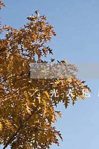 光大信用卡逾期四天没事吧 光大信用卡逾期四天没事吧