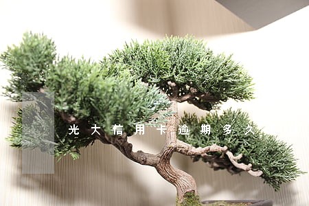 光大信用卡逾期多久上征信6 光大信用卡逾期多久上征信6