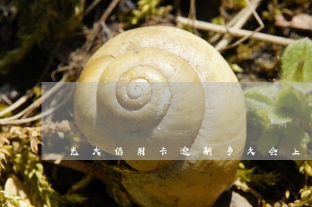 光大信用卡逾期多久会上征信 光大信用卡逾期多久会上征信