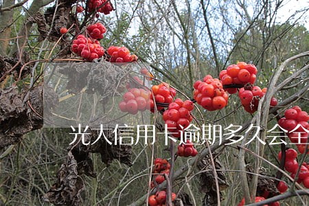 光大信用卡逾期多久会全款 光大信用卡逾期多久会全款