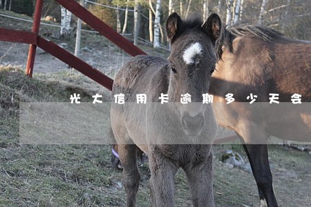 光大信用卡逾期多少天会上黑名 光大信用卡逾期多少天会上黑名