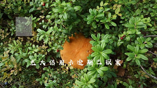 光大信用卡逾期已报案 光大信用卡逾期已报案