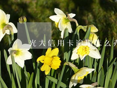 光大信用卡逾期怎么办贷款 光大信用卡逾期怎么办贷款